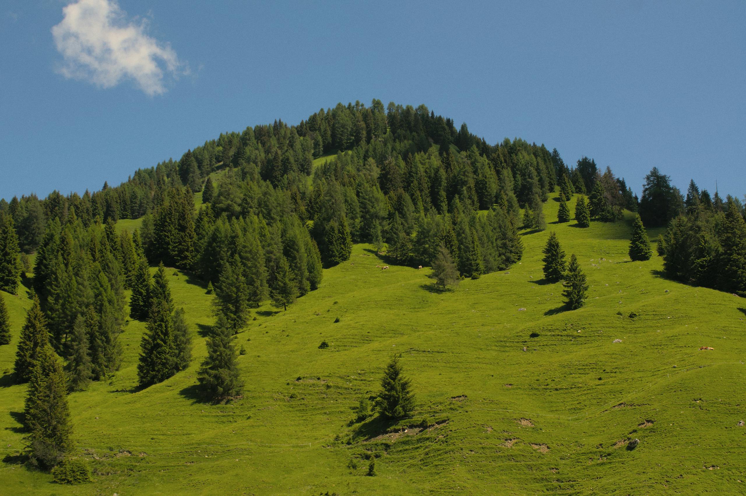 Vibrant green hillside with trees in Selva di Cadore, Veneto, Italy, under a clear blue sky.